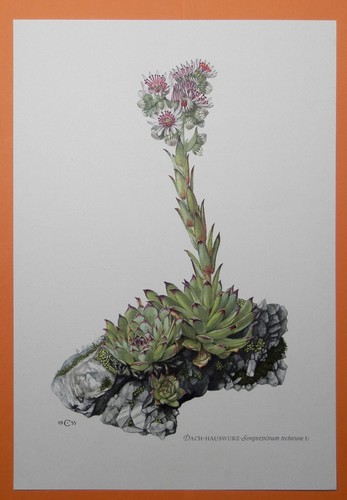 Dach hauswurz sempervivum - dach-hauswurz,