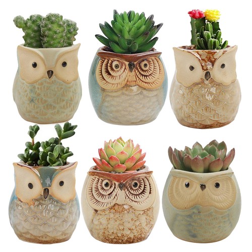 Assorted color owl mini bonsai - owl,