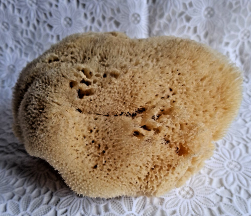 Großer naturschwamm 15x - großer, 10cm