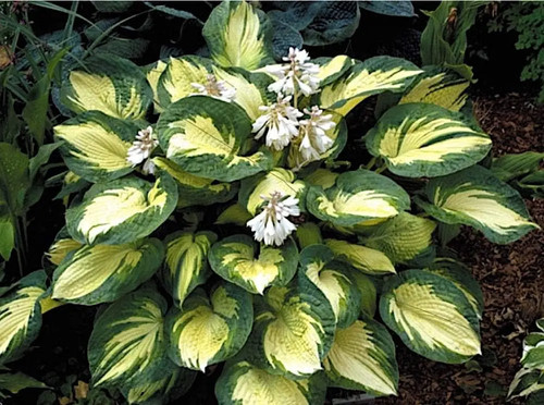 Hosta great expectations - hosta, 'great