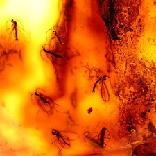 Mücken im Bernstein – Echte