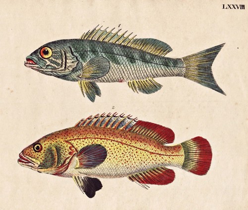 Fish fisch fische grünliche - fische,