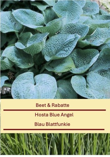 Hosta hyb blue - hosta, hyb."blue