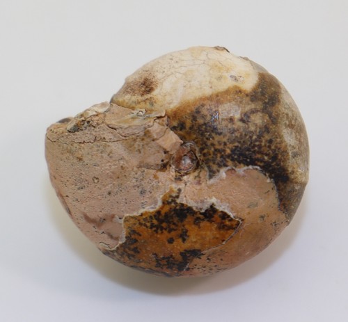 Ammonit arcestes trias - arcestes,