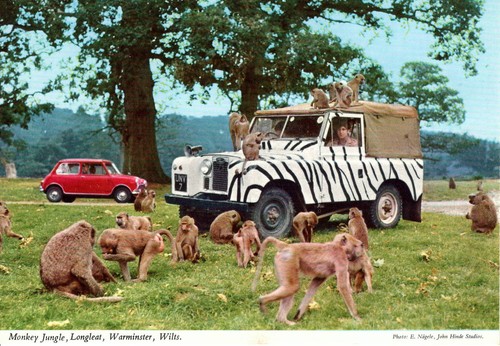 Monkey jungle land - monkey,
