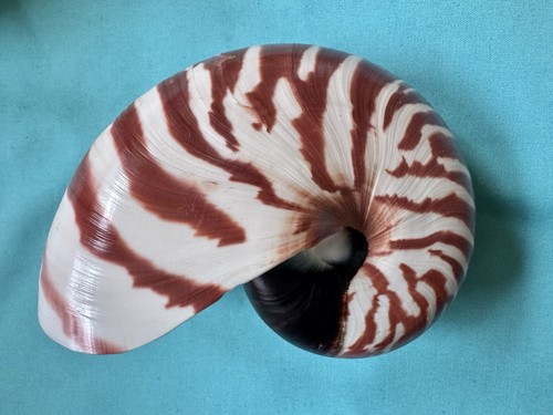 Schöne meeresmuschel nautilus - schöne,