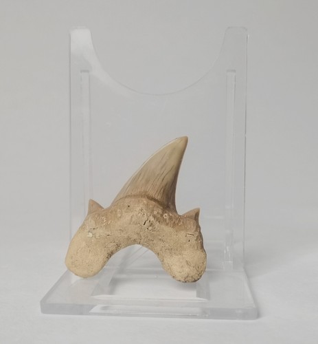 5 cm obliquus teeth - *,