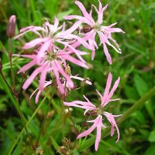  Blumixx Stauden Lychnis flos-cuculi - Kuckucks-Lichtnelke