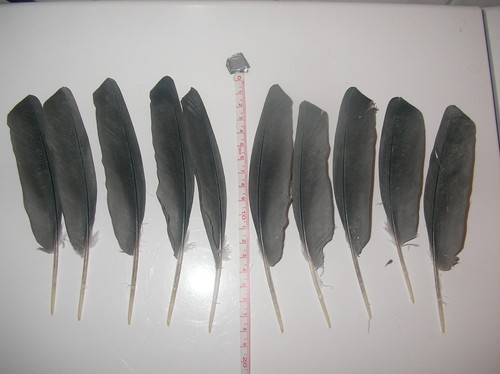Mittlere graue vogelfeder - mittlere,