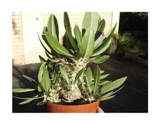 5x Pachypodium densiflorum