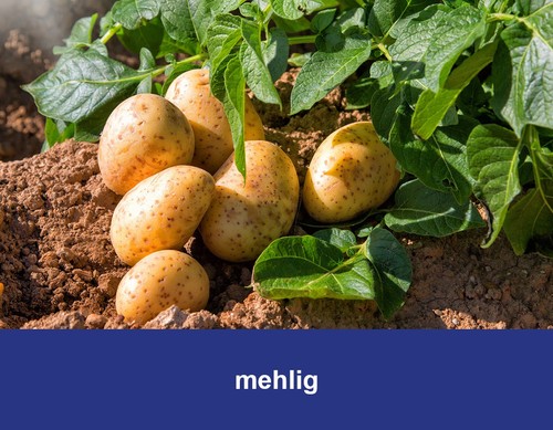 Speisekartoffeln mehlig - 25,