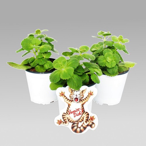Exotenherz coleus canin - exotenherz,