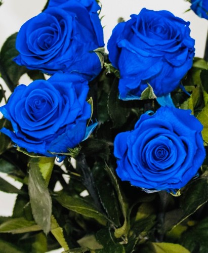 150 stücke samen seltene blau - samen,