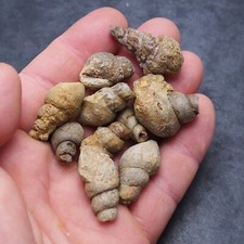 10 Pcs Gastropod  Bivalve