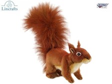 Hockendes rotes sqyirrel - hockendes,