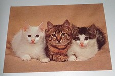 Kätzchen Katze Cat Tier