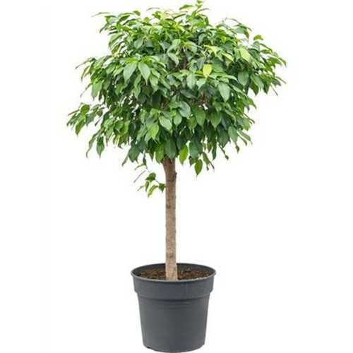 Birkenfeige ficus benjamina - birkenfeige,