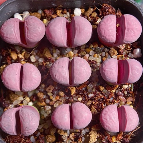 Lithops meyeri - ❀1,