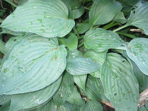 Hosta sieboldiana elegans - hosta,