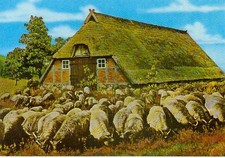 AK Lüneburger Heide (1)