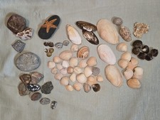 Sammlung Muscheln & Steine –