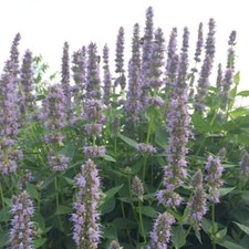 Bergminze Agastache rugosa Duftnessel Heilpflanze Teepflanze Bienenweide 