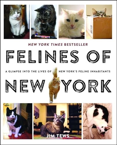 Felines new york a glimpse - felines,