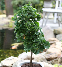 Hochstamm Fächerblattbaum Troll 20-30cm - Ginkgo biloba