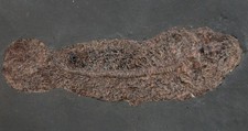 Eozän cyclurus - , (amia)