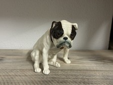 Sitzende englische Bulldogge