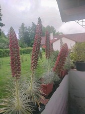 Herbstangebot: 2 Jungpflanzen vom roten Teide Riesen Natternkopf