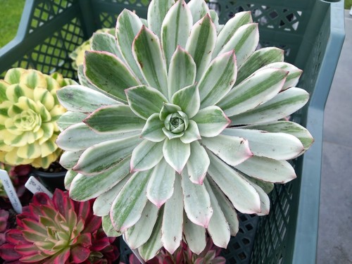 Aeonium emerald city - emerald,