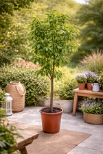 Ziziphus jujuba ca. 200cm