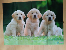 Poster Golden Retriever Welpen