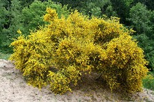 Besenginster Ginster Cytisus scoparius 60-80 cm Wildform im 3-Liter Container