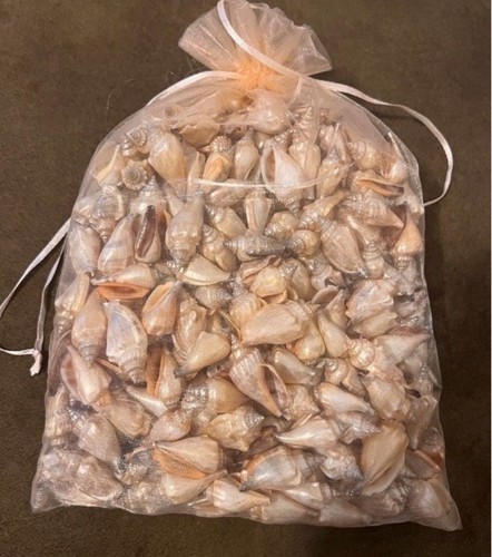Muscheln zum