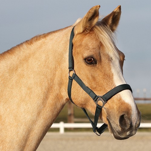 Euroriding halfter basic - euroriding,