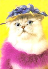 Katze (Moggy) mit Wackelaugen im Ansichtskartenformat, ungelaufen, 2004