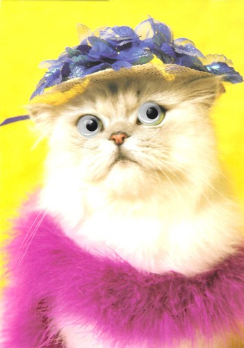 Katze mit wackelaugen - (moggy),