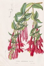 Fuchsia simplicicaulis fuchsia