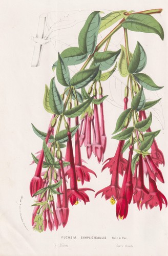 Fuchsia simplicicaulis