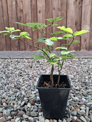 Rotbuche pre bonsai wald - 3x,