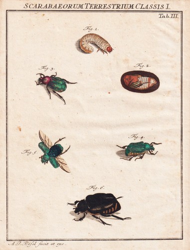 Tab iii beetles - iii, käfer