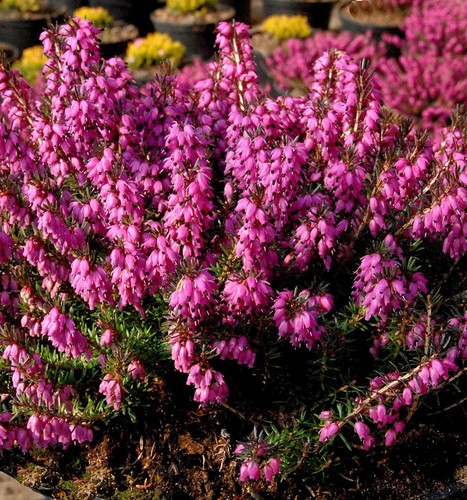 10x winterheide mojave erica - winterheide,