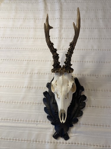 Rehbock kapitale trophäe - rehbock,