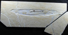 Solnhofen, Fossil, seltener Tintenfisch Senefelderitheuthis tricarinatha
