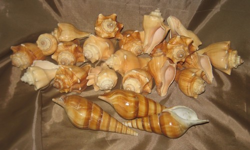 Meeresschnecken 1300g