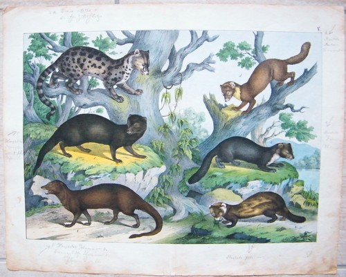 Chromo lithografie 1880 - chromo-lithografie,