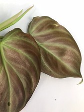 Philodendron Verrucosum Mini