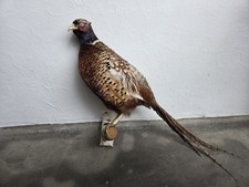 Fasan, Tierpräparat